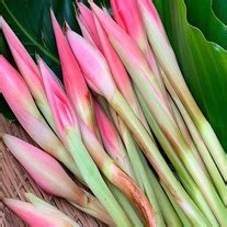 bunga kantan nu farm