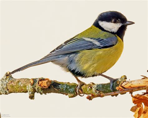 Great Tit Photos, Great Tit Images, Nature Wildlife Pictures | NaturePhoto