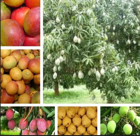 announcing event taste  tropics mango simplyfood
