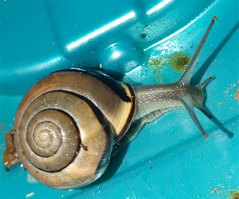 Found This Gorgeous BBW Yesterday : r/snails
