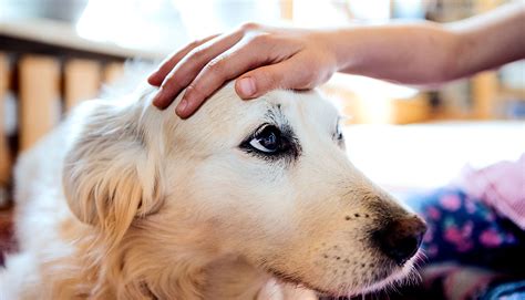 Common brain tumor is genetically alike in dogs and people - Futurity