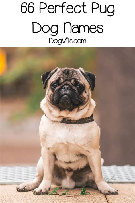 What Is A Good Name For A Girl Pug at Maddison Joyce blog