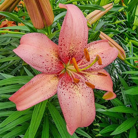 pink lily plant lupongovph