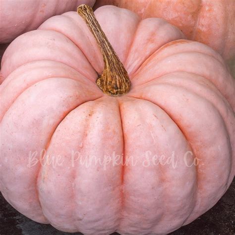 Porcelain Princess Pumpkin Seeds (f1/c.maxima): Miniature Porcelain