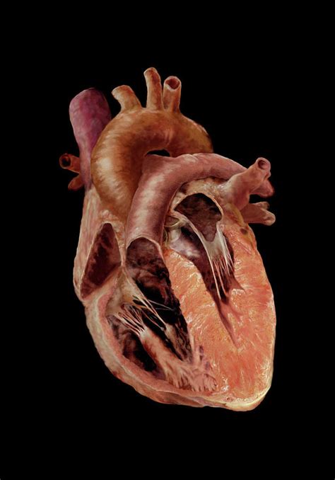 Cross Section Of Heart Photograph by Anatomical Travelogue