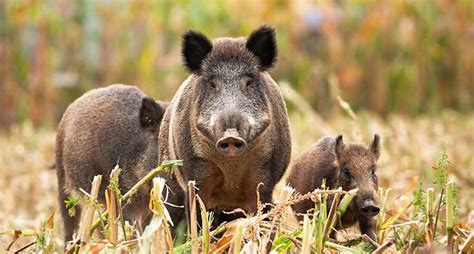 Horrifying Wild Boar Attack Caught on Security Camera - Wide Open Spaces