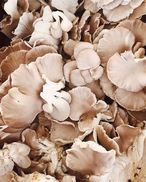 goop auf Instagram: „"Oyster mushrooms are beautiful to look at and ...