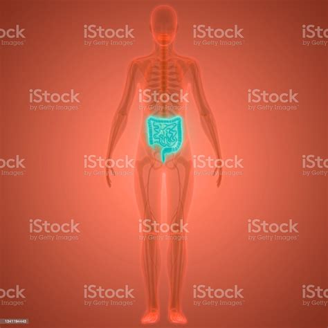 Quanto Mede O Intestino Do Ser Humano - Foto de Sistema Digestivo Humano Grande E Pequena Anatomia Do Intestino ...