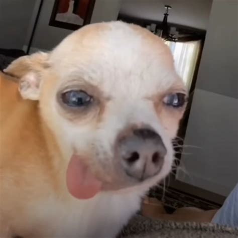 funny dog artofit