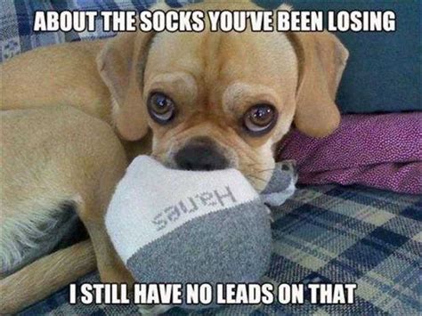 Top 35 Hilarious Pet Memes Of The Day