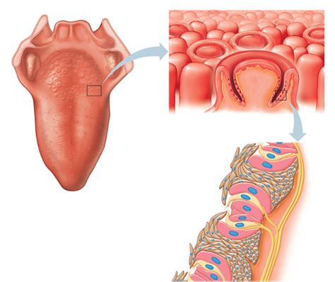 Gustatory structures Diagram | Quizlet