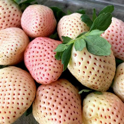 Strawberry 'Snow White' | Strawberry – Gardeners Dream