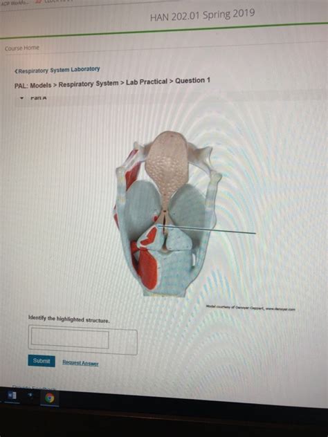 Solved Course Home Respiratory System >Lab Practical | Chegg.com 