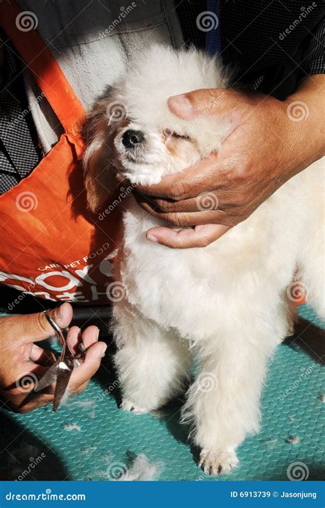 how to cut dog fur