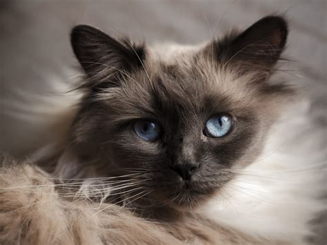 Close-up of a Birman Cat with Blue Eyes · Free Stock Photo