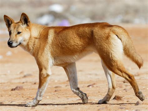 What is a Dingo, exactly? For decades scientists have puzzled over the ...