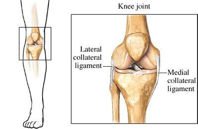 medial and lateral collateral knee ligaments | b-reddy.org