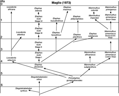 New Phylogenetic Analysis of the Family Elephantidae Based on Cranial‐Dental Morphology - Todd ...