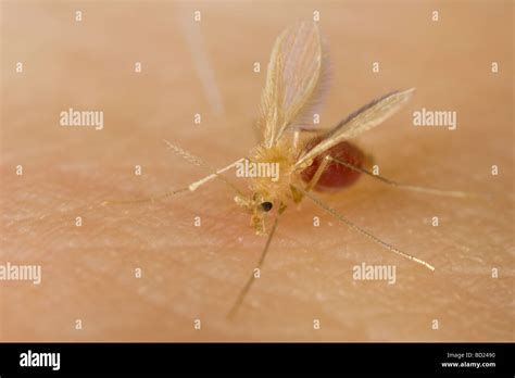 Phlebotomine sandfly hi-res stock photography and images - Alamy