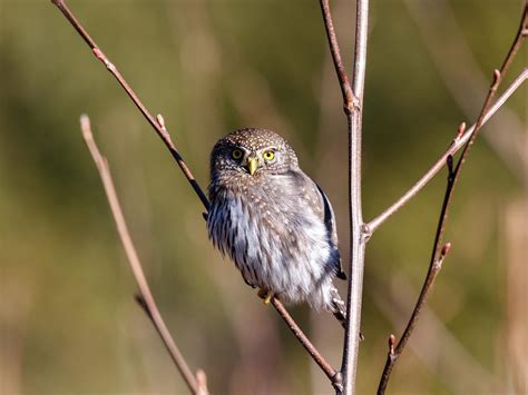 Northern Pygmy-Owl Bird Facts (Glaucidium gnoma) | Birdfact