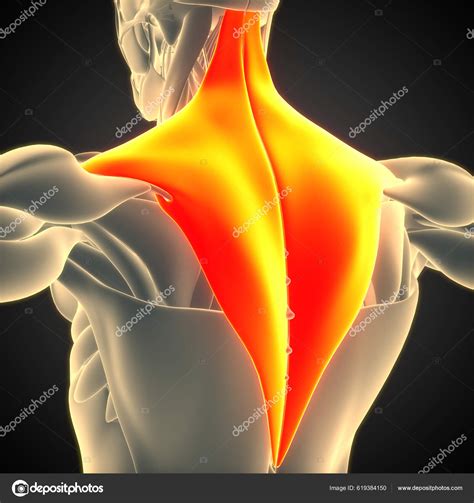 Trapezius Muscle Muscle Anatomy Muscular System Anatomy