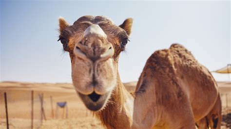 adaptation  camel