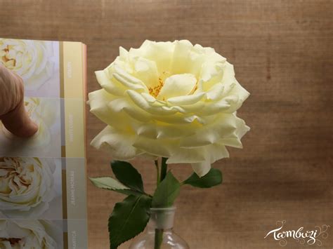 Vitality – Tambuzi Roses