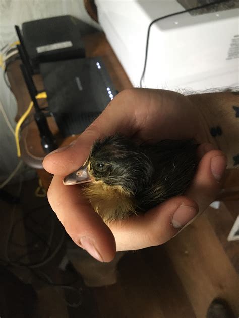 1617 best r/duck images on Pholder | LED duck