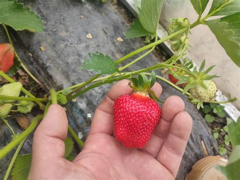 Клубника Альба - Bodan-Agro
