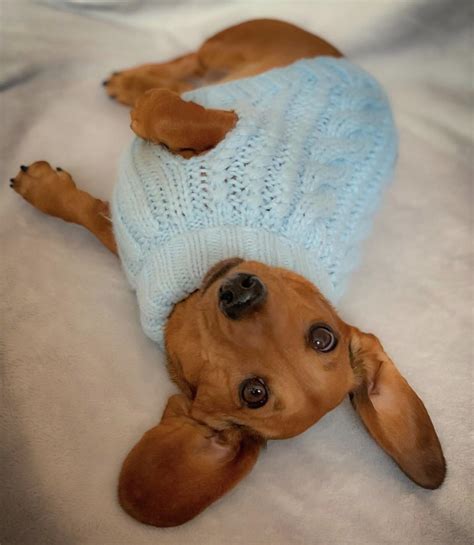 Dogs in sweaters are the best dogs : r/dogpictures