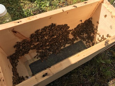 Beecoming beekeepers – Yellow Cottage Homestead