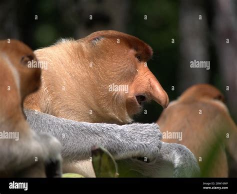 Proboscis monkey is eating bananas Stock Photo - Alamy