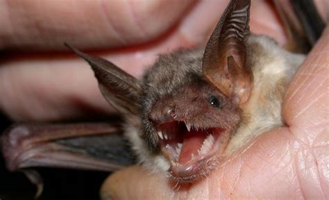 Learn About a Bat’s Reproduction Process | Bat Removal Indiana