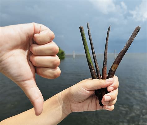 Bad Propagules (2) | Sanibel-Captiva Conservation Foundation