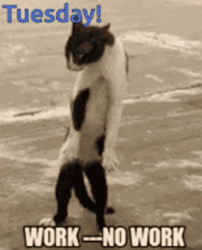 Tuesday Cat GIF - Tuesday Cat Work - Discover & Share GIFs