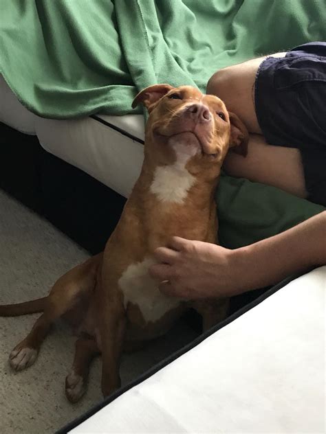 The day after Arro's adoption... : r/pitbulls
