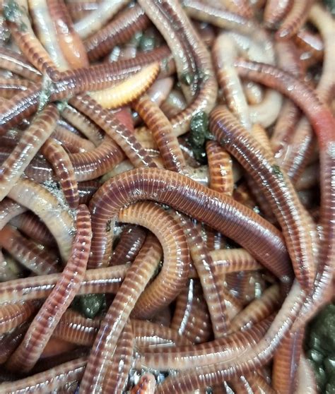 Australian Worms