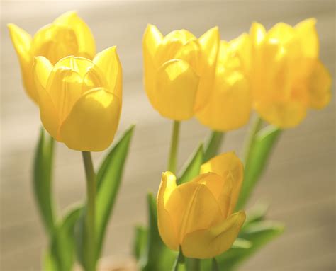 how to care for tulips 12