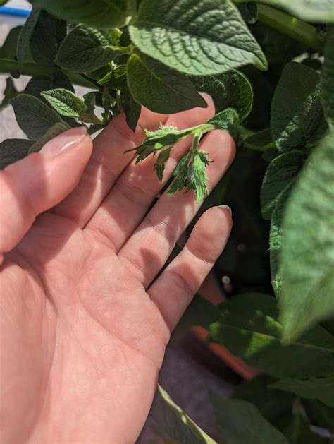 Potato flowers! : r/gardening
