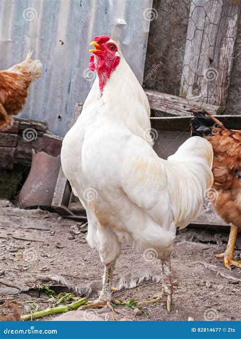 white rooster cock chicken  hen crowing cackling  clucking stock