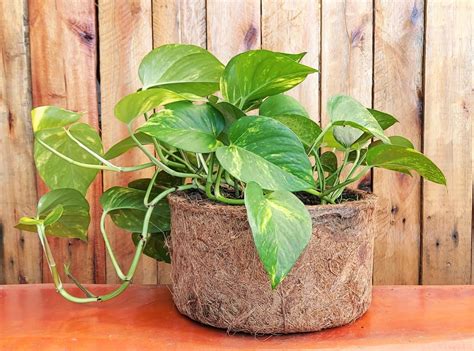 Vasos Para Planta Jiboia - Kit de Plantio Jiboia Verde com Vaso de Fibra de Coco - Compre online ...