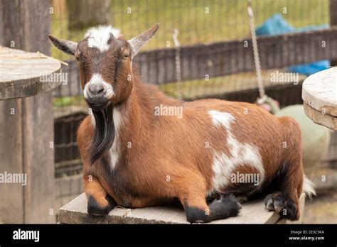 Pot bell goat hi-res stock photography and images - Alamy