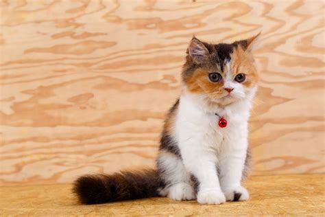 7 Best Cat Breeds With Children | Choosing The Right Cat For You | Cats