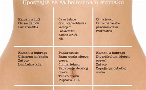 Anatomija Stomaka Debelo Crevo Store | emergencydentistry.com
