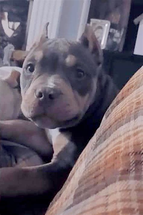 11-year-old mauled by pit bulls gives update from hospital