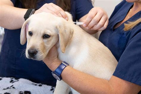 Puppies 101: How to Take Care of a Puppy
