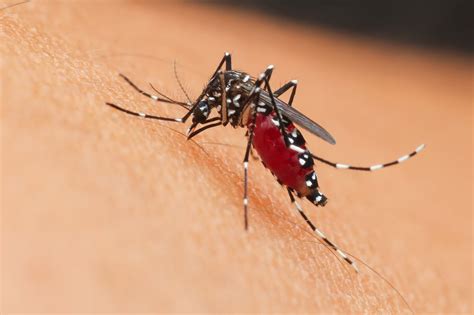 Leishmaniasis: ¿qué es?, factores de riesgo y prevención