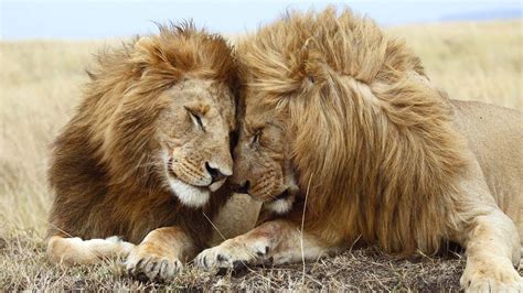 cute lion wallpapers top  cute lion backgrounds wallpaperaccess