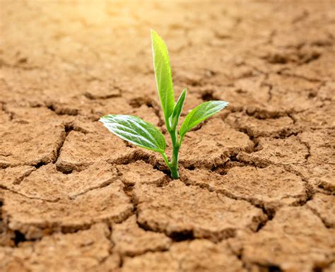 Drought, wildfires create new challenges for California cannabis ...