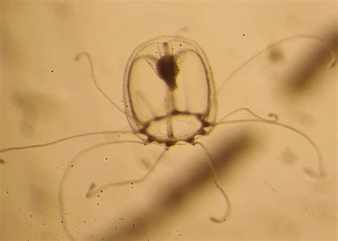 Study Reveals Immortal Jellyfish That Can Rejuvenate: Can We Use This ...